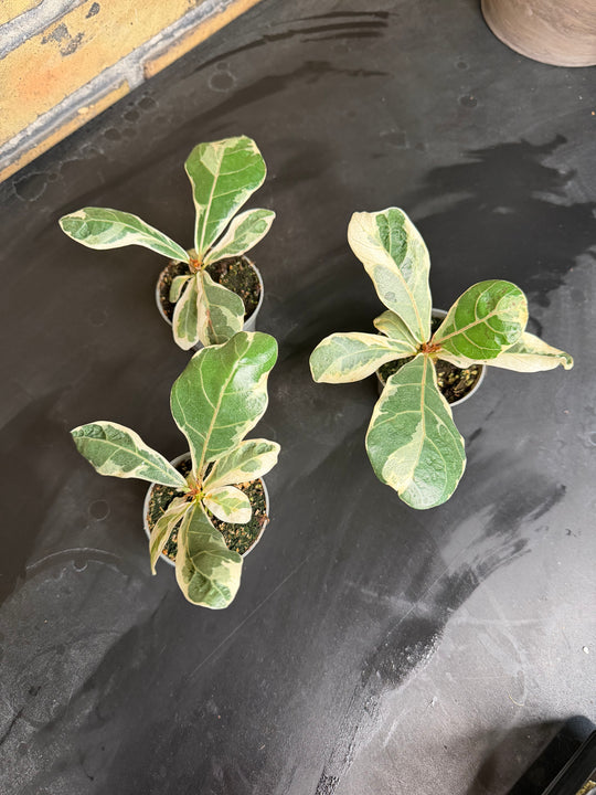 Ficus lyrata variagata