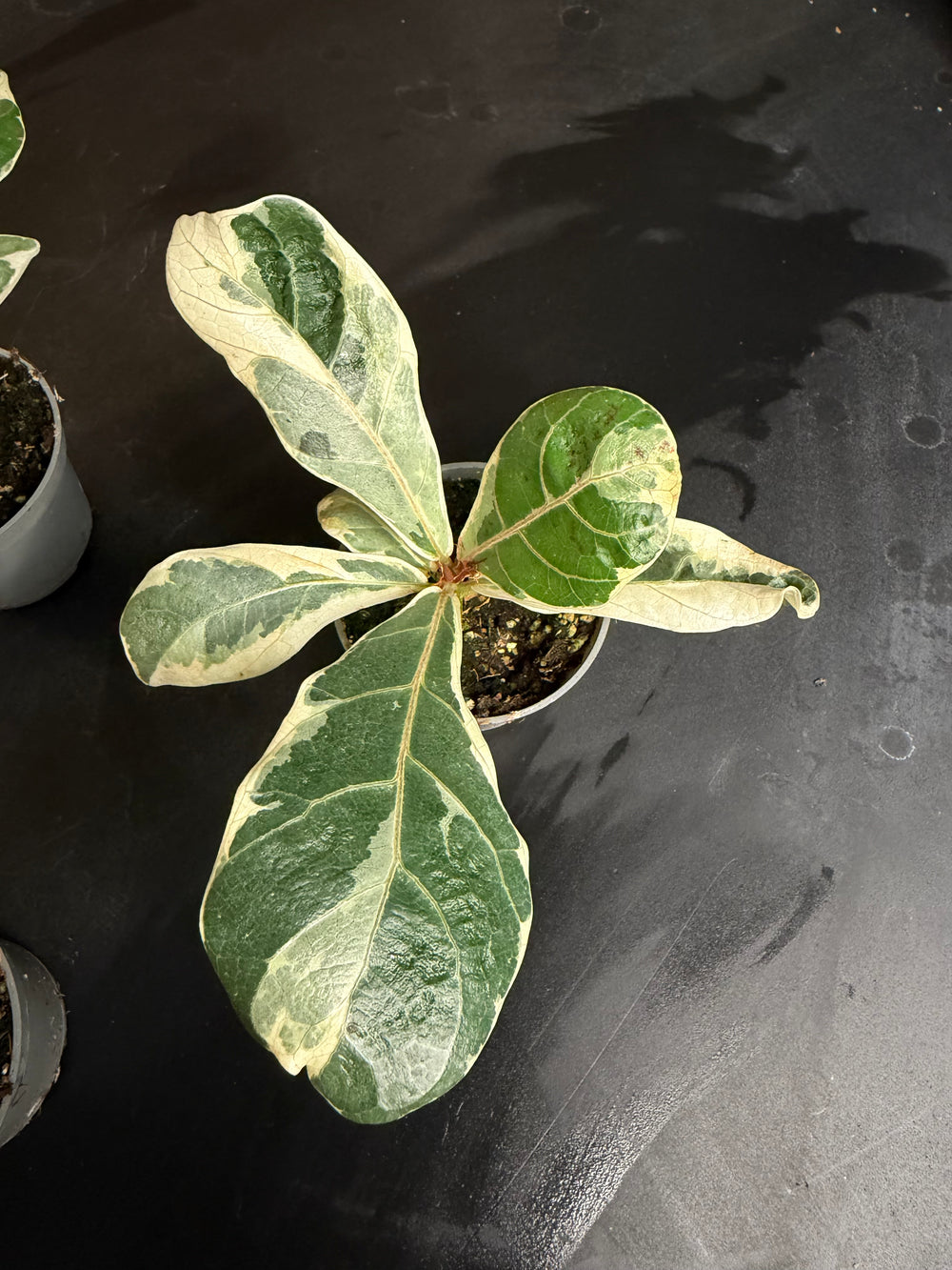 Ficus lyrata variagata