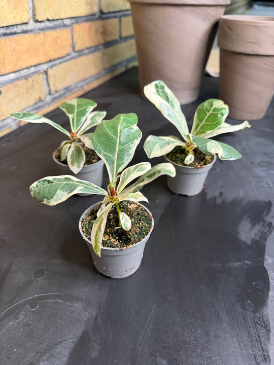 Ficus lyrata variagata