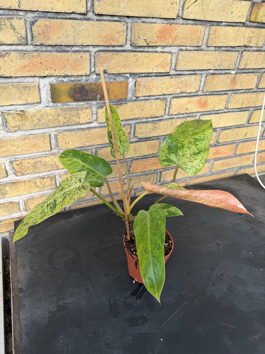 Philodendron Whipple Way mint