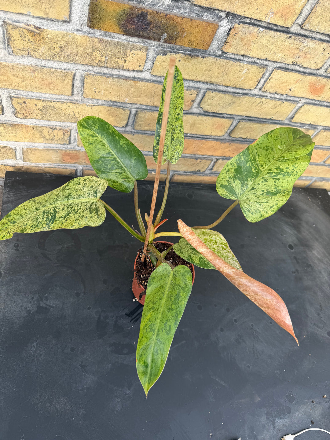 Philodendron Whipple Way mint