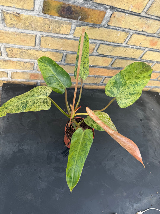 Philodendron Whipple Way mint