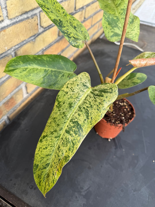 Philodendron Whipple Way mint