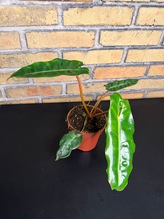 Philodendron billietiae