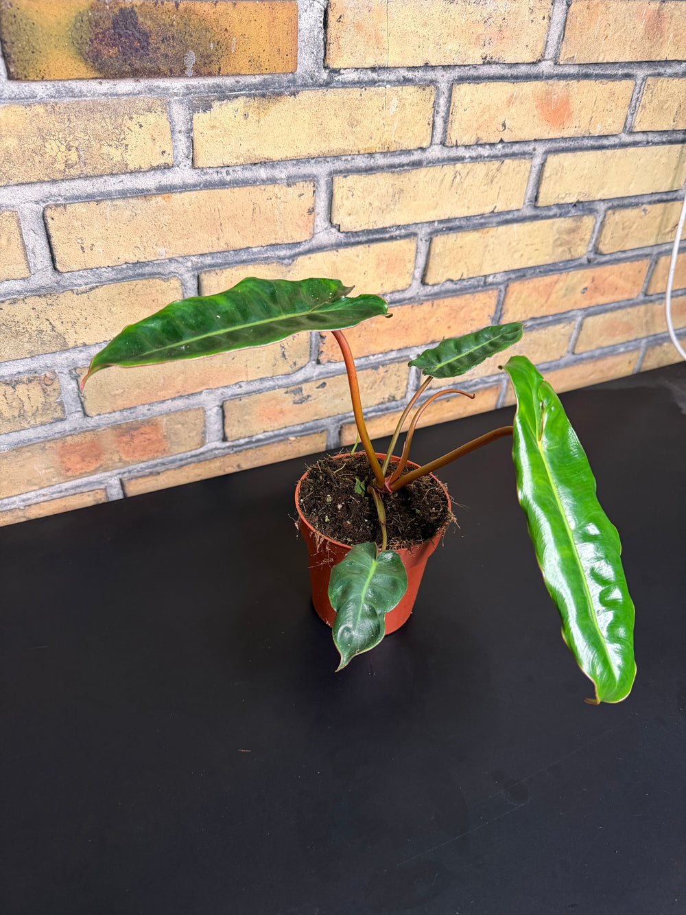 Philodendron billietiae