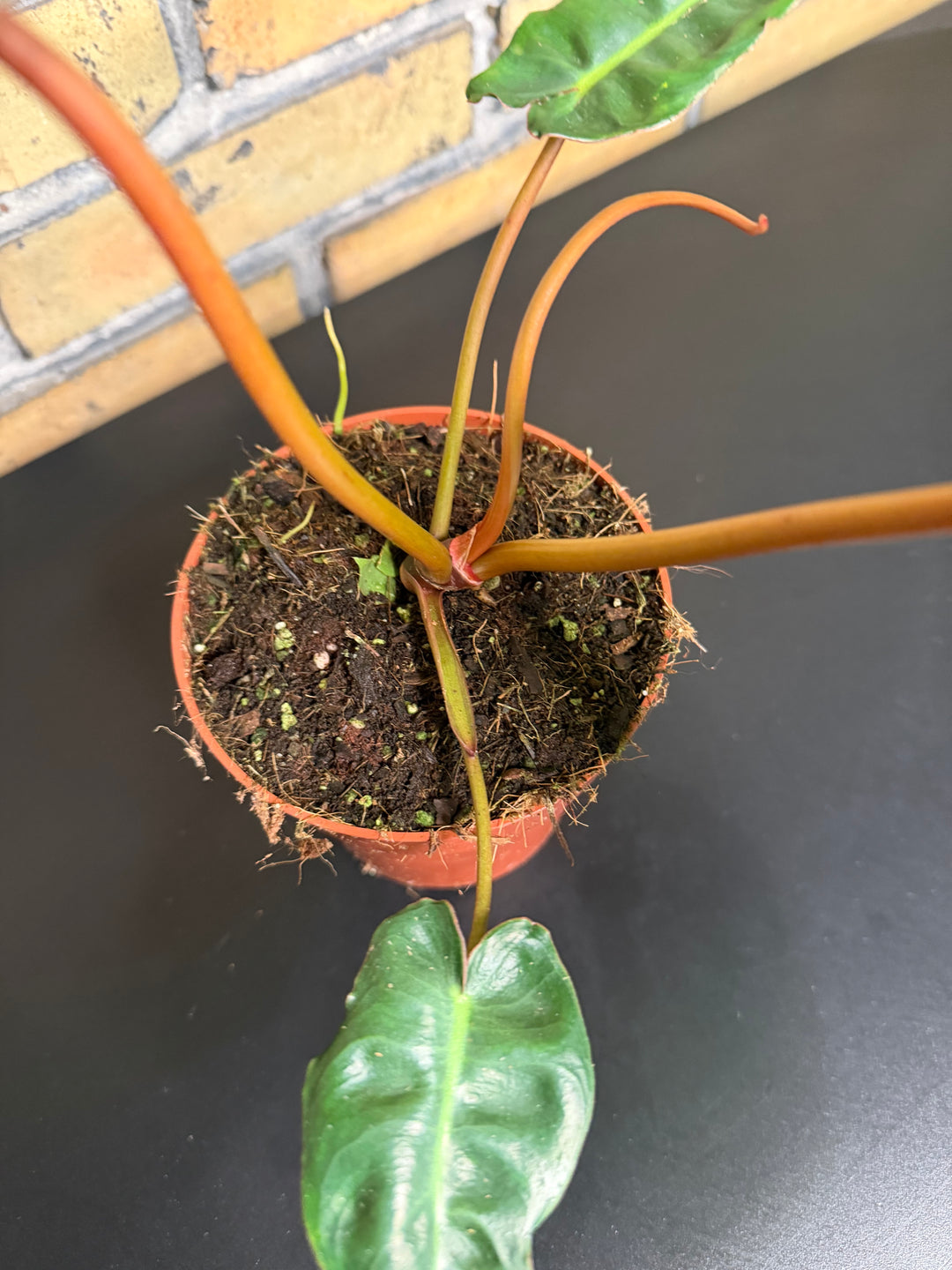 Philodendron billietiae