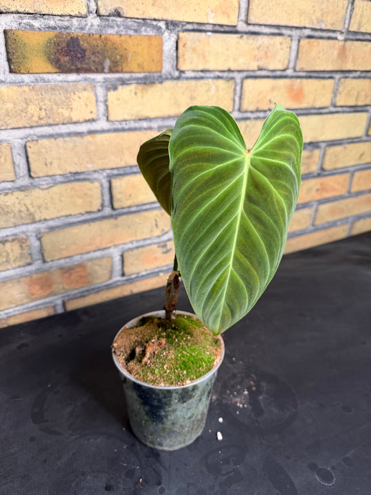 Philodendron splendid