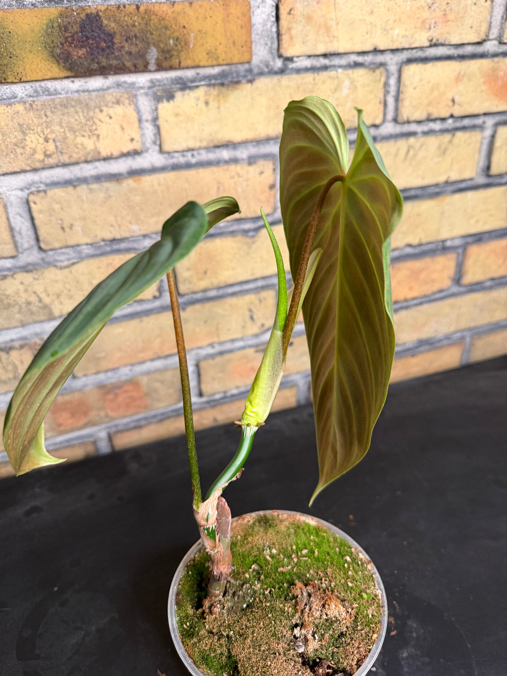 Philodendron splendid