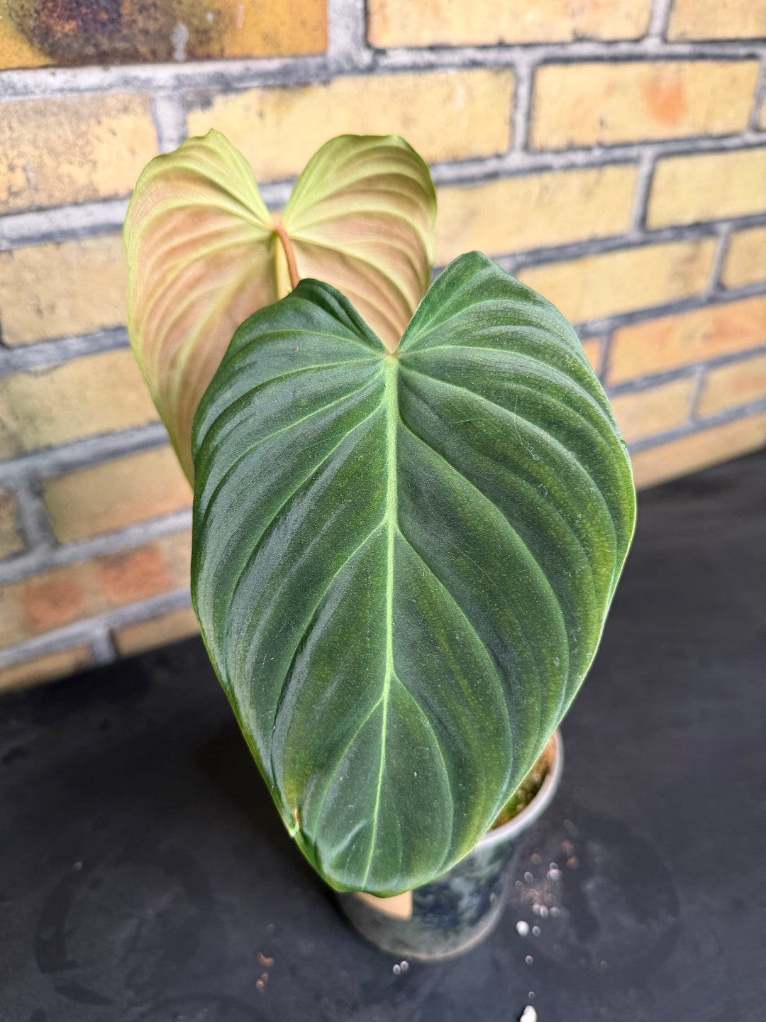 Philodendron splendid