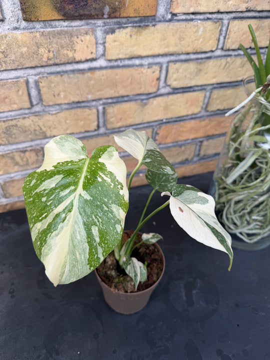 Monstera Thai konstellation creme burlee