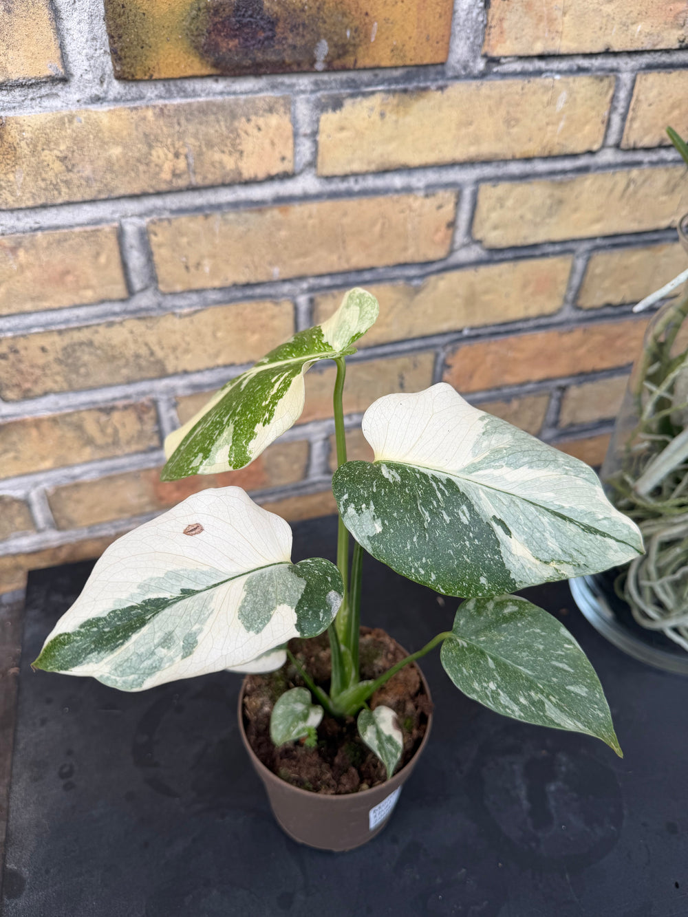 Monstera Thai Constellation creme burlee