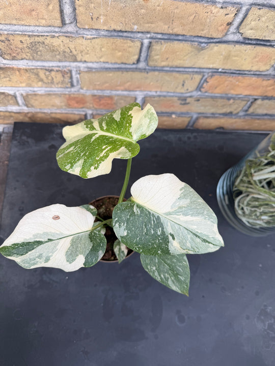 Monstera Thai konstellation creme burlee