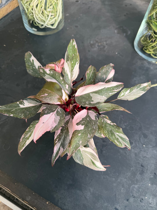 Philodendron red Anderson
