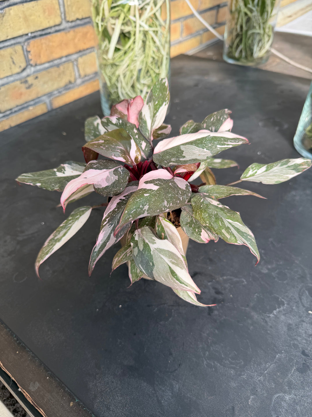 Philodendron red Anderson