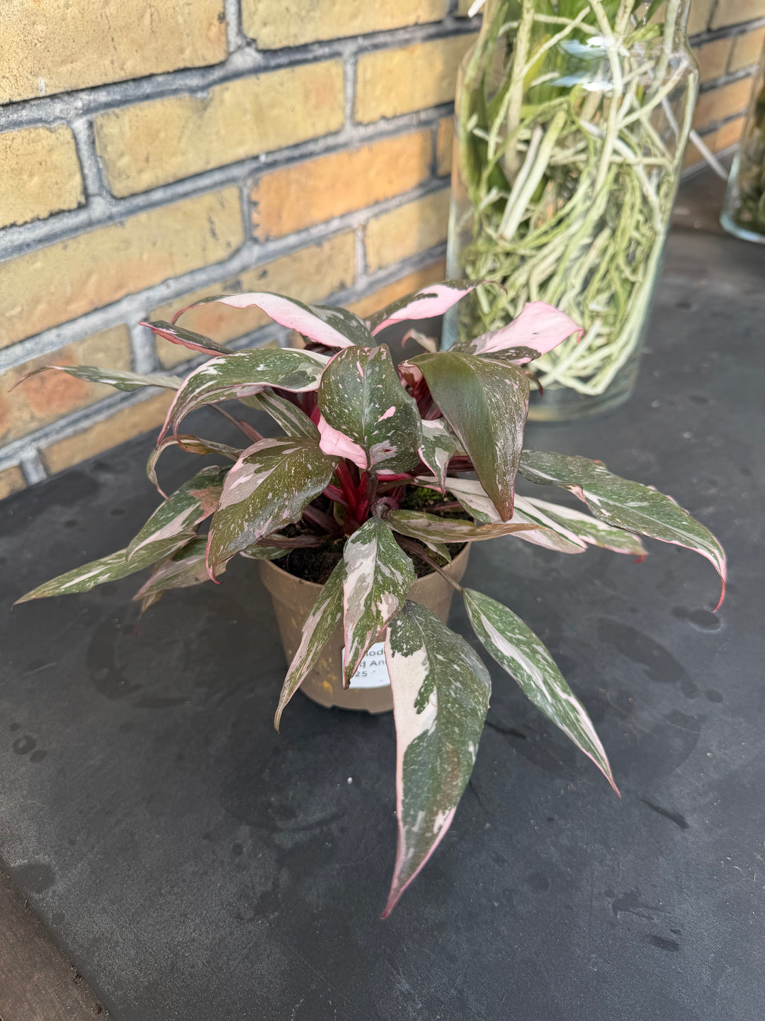 Philodendron red Anderson
