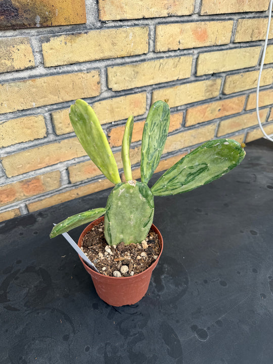 Opuntia cochenillifera variagata
