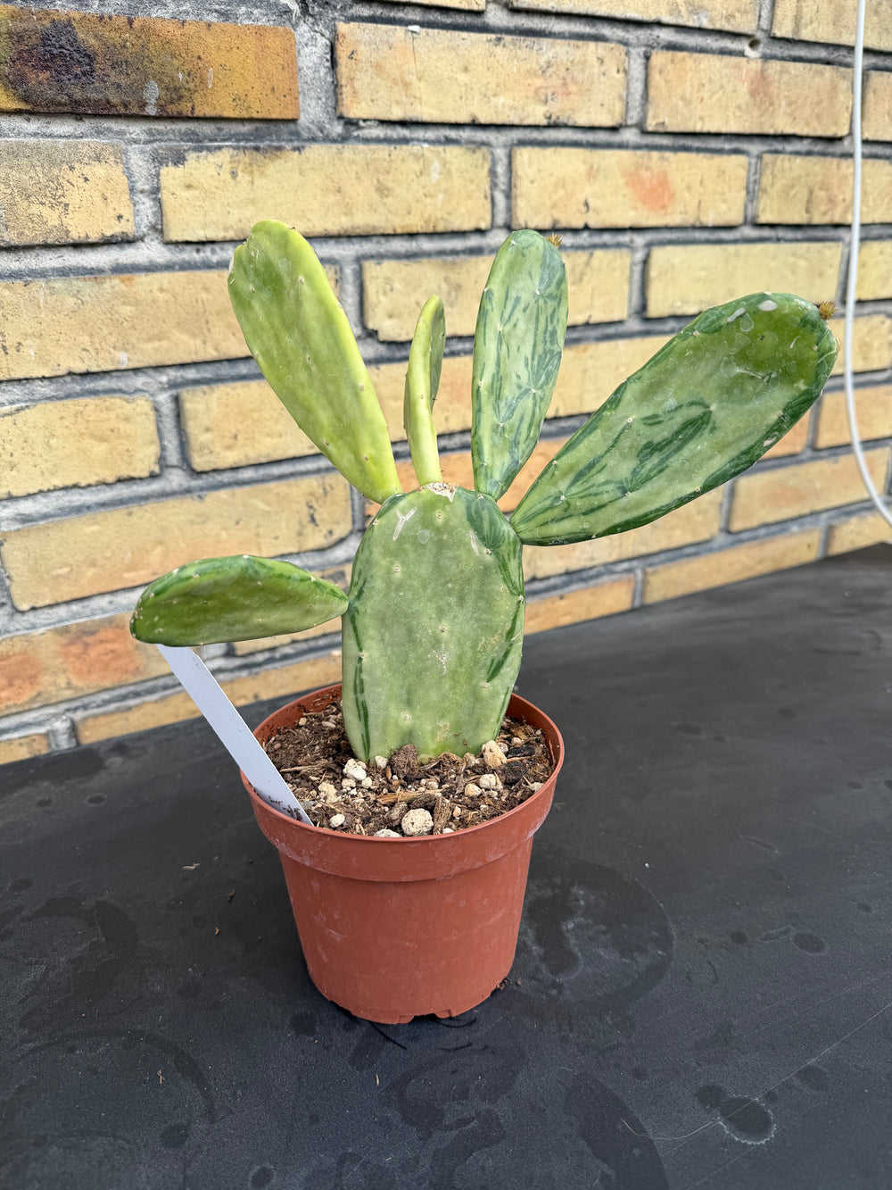 Opuntia cochenillifera variagata
