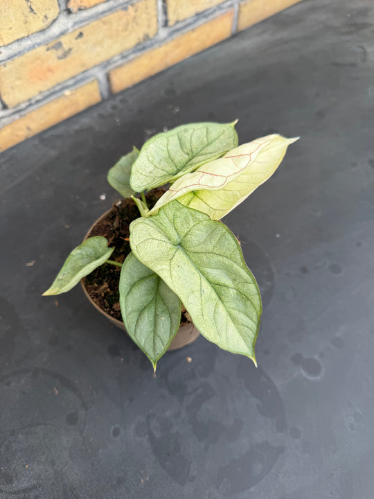 Alocasia silver dragon albo mint