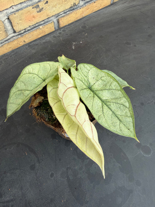 Alocasia silver dragon albo mint