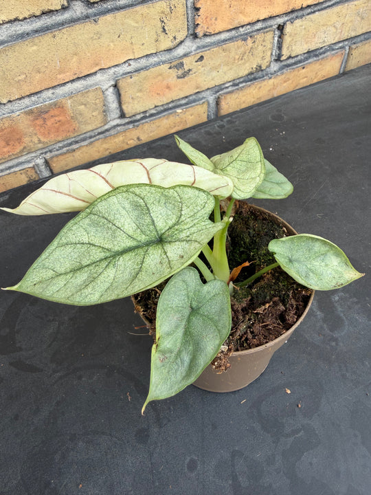 Alocasia silver dragon albo mint