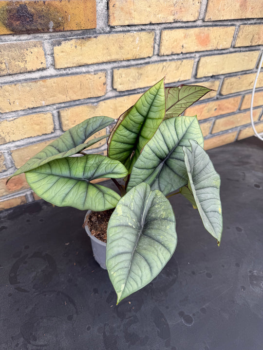 Alocasia platinium/bisma Aurea lov var