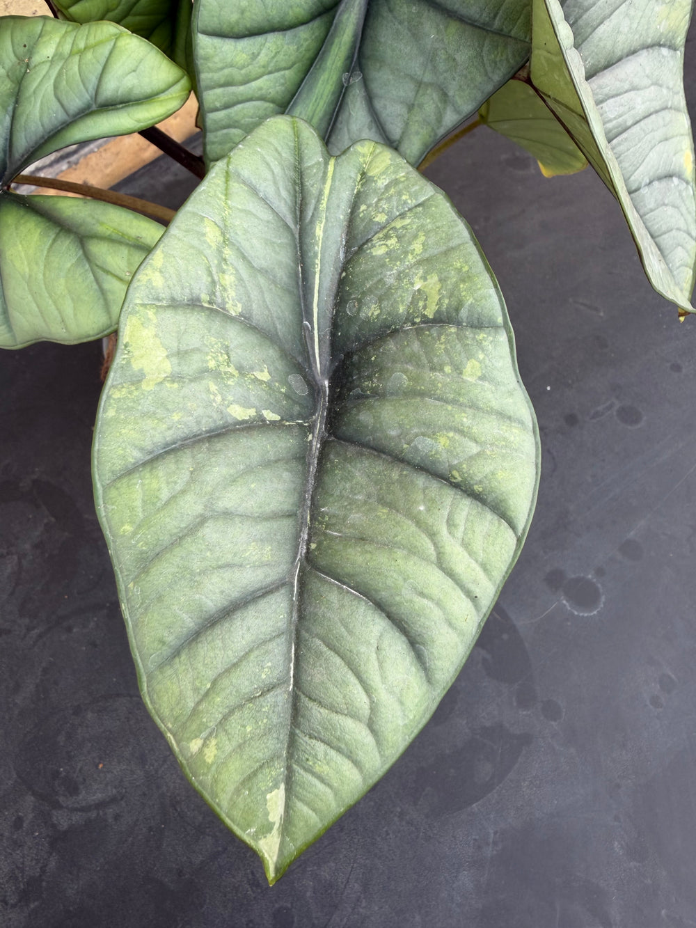 Alocasia platinium/bisma Aurea lov var