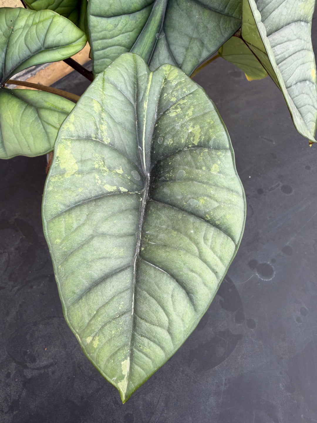 Alocasia platinium/bisma Aurea lov var