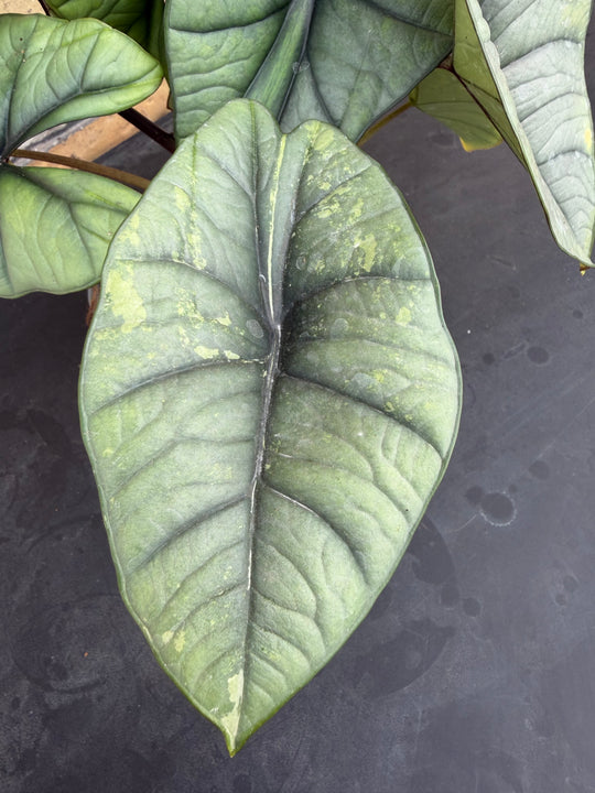 Alocasia platinium/bisma Aurea lov var