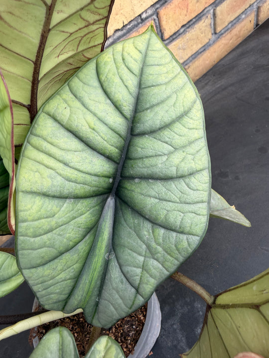 Alocasia platinium/bisma Aurea lov var