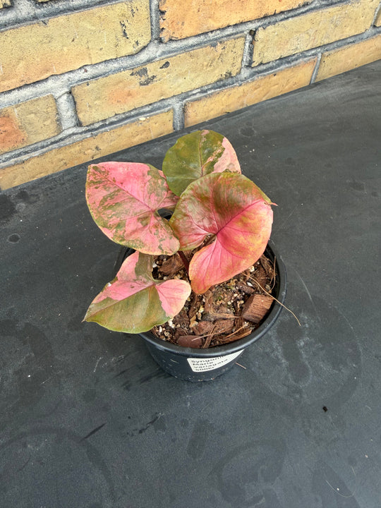 Syngonium Maria Variegata
