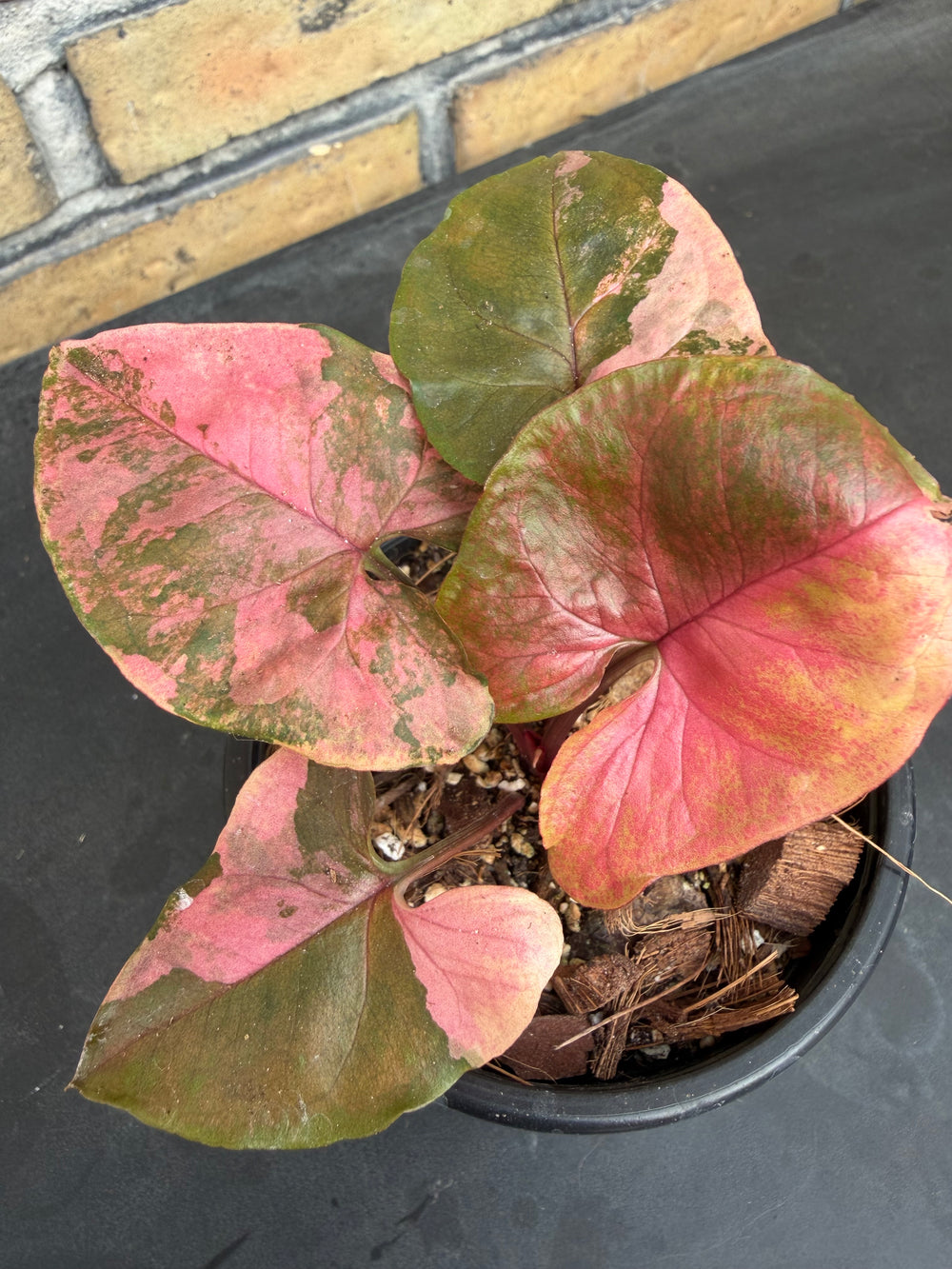 Syngonium Maria Variegata
