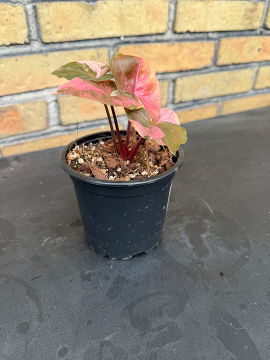 Syngonium Maria Variegata