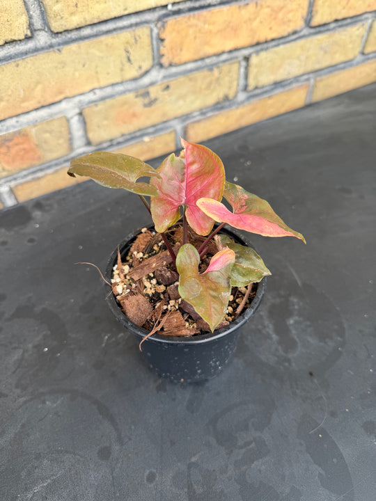 Syngonium Marie variagata