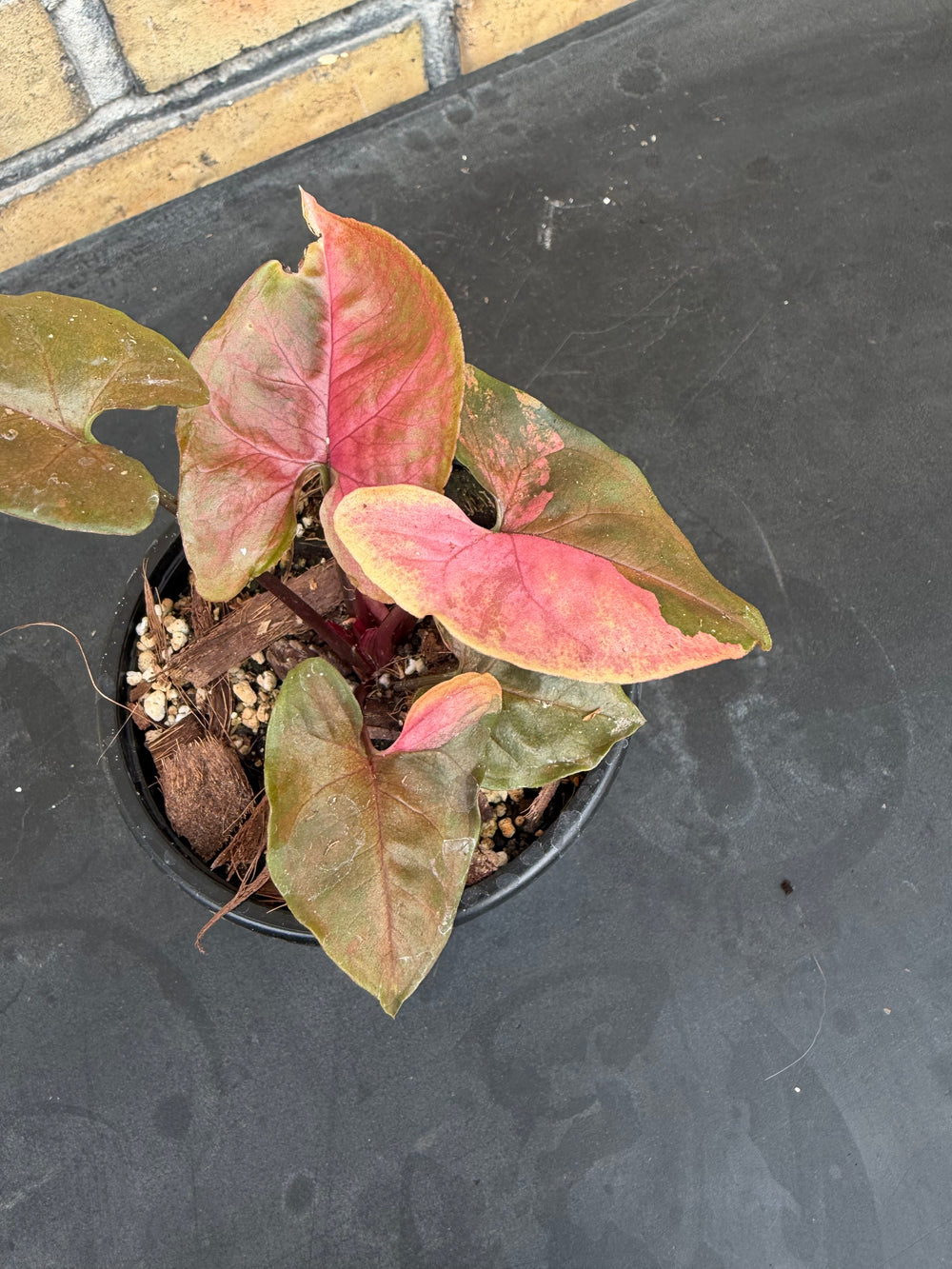 Syngonium Marie variagata