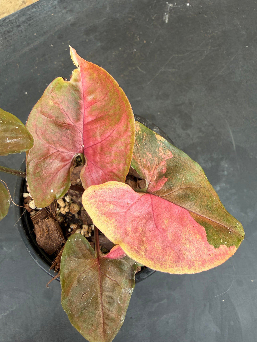 Syngonium Marie variagata