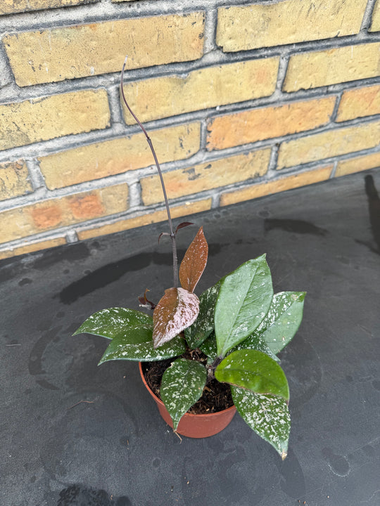 HOYA CARNOSA STARDUST
