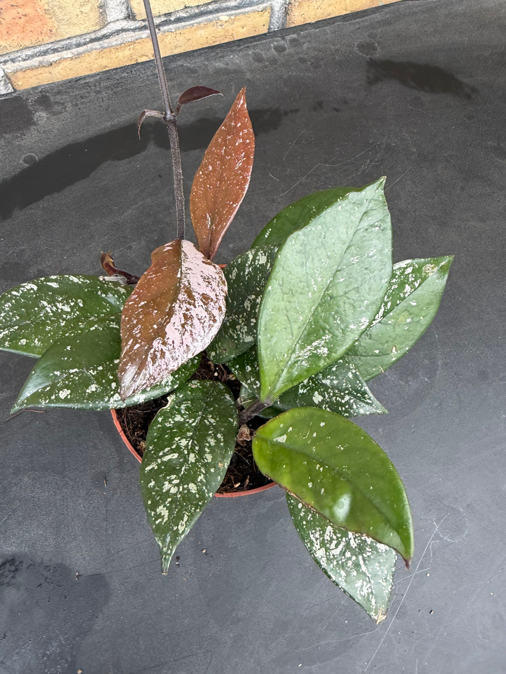 HOYA CARNOSA STARDUST