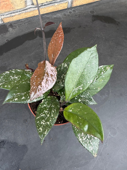 HOYA CARNOSA STARDUST