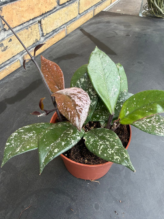 HOYA CARNOSA STARDUST