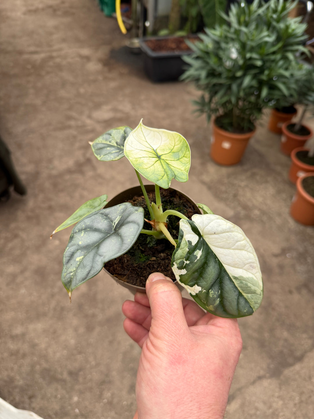 Alocasia platinium albo