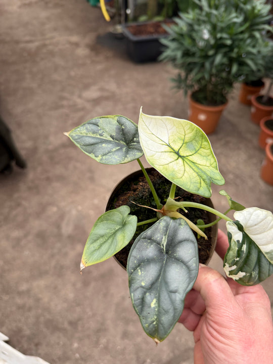 Alocasia platinium albo