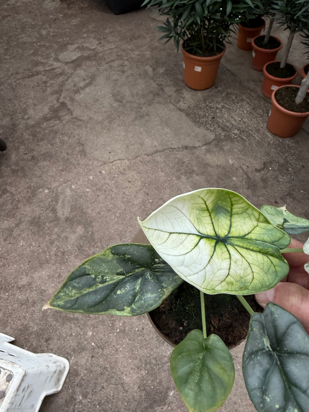 Alocasia platinium albo