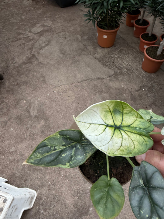 Alocasia platinium albo