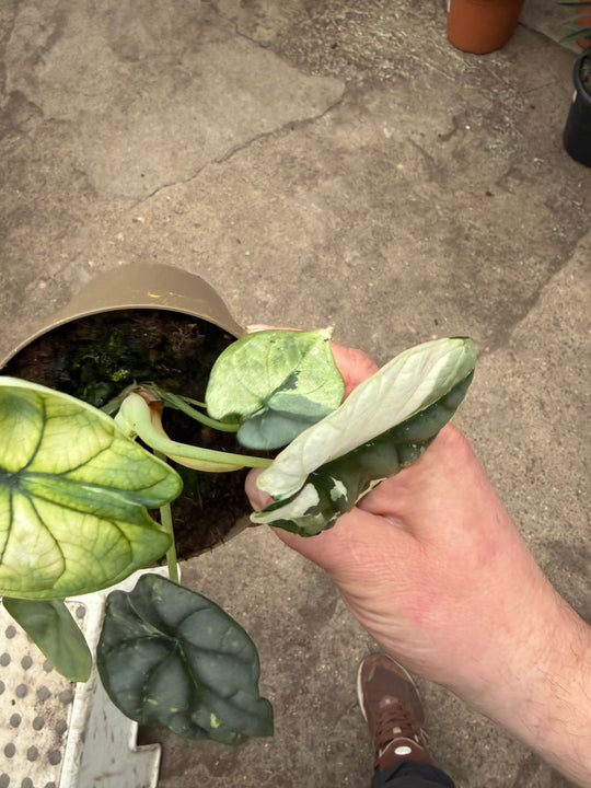 Alocasia platinium albo