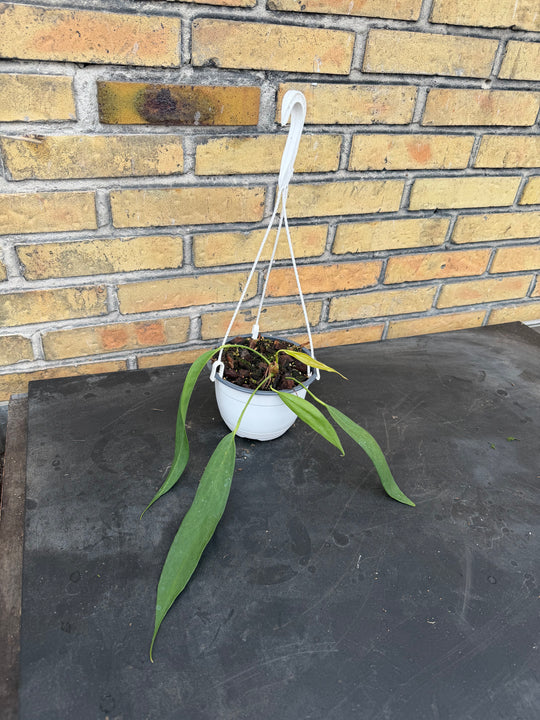 Anthurium wendlingeri