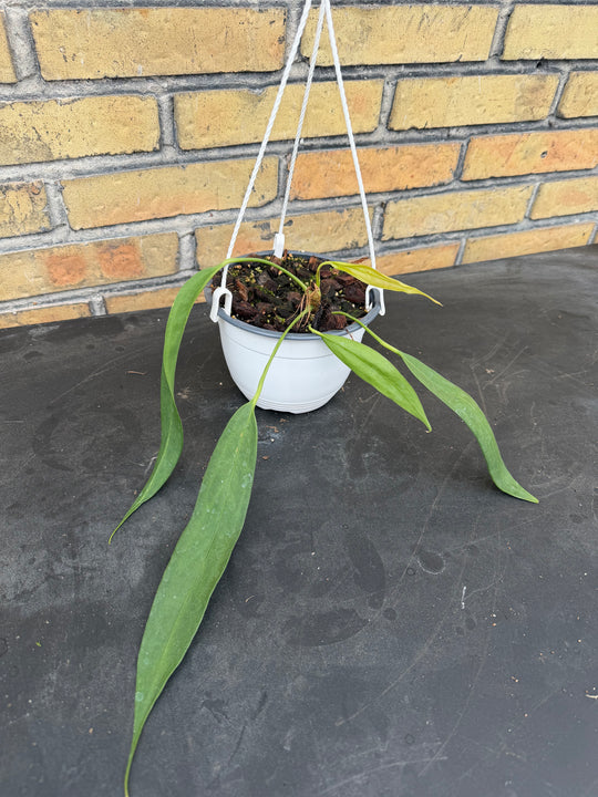 Anthurium wendlingeri