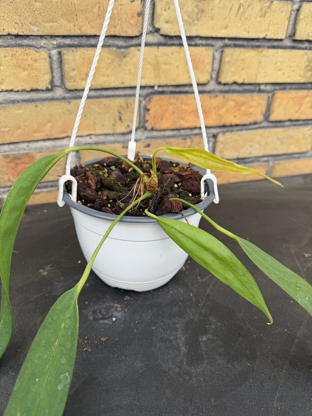 Anthurium wendlingeri