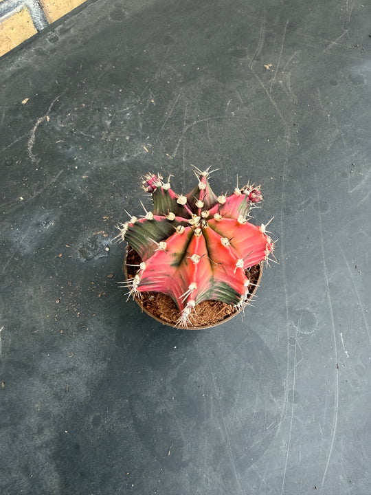 Gymnocalycium mihanovichii Glow