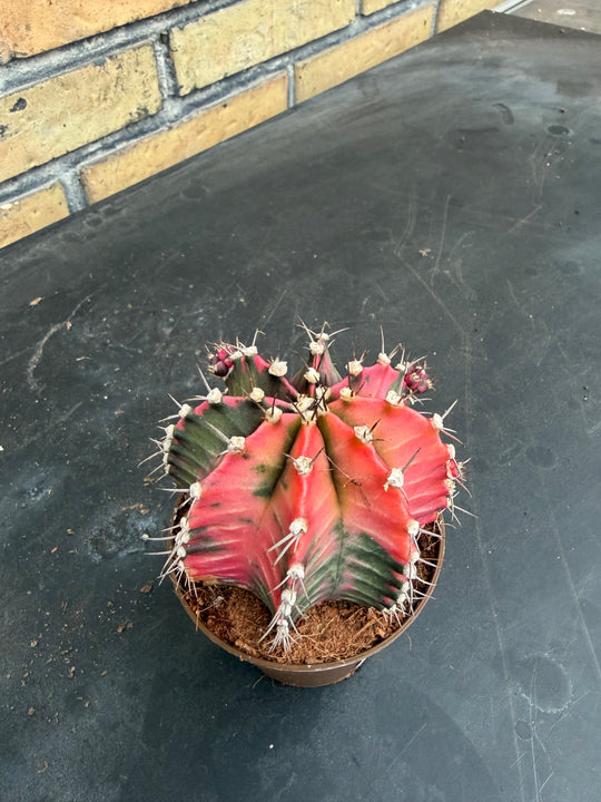 Gymnocalycium mihanovichii Glow