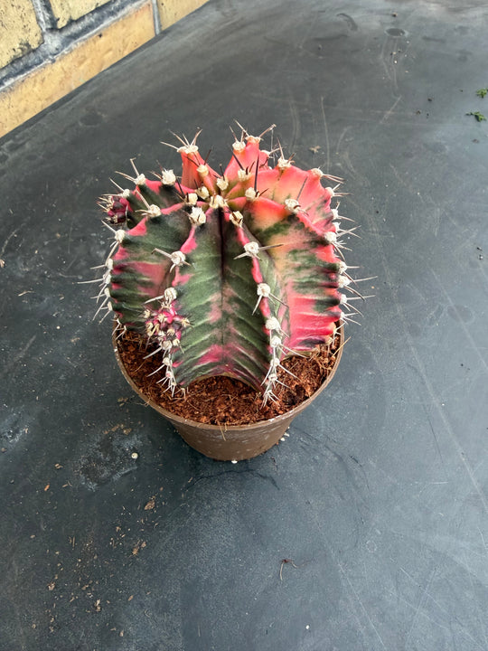 Gymnocalycium mihanovichii Glow